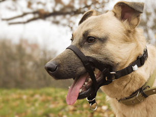 dog with a gentle lead training collar on its muzzle