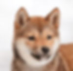 Shiba Inu
