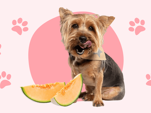 a small dog with slices of cantaloupe in front of it