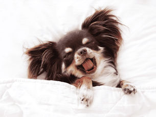 dog yawning in a bed of blankets