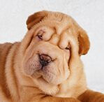 Shar-Pei
