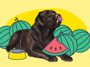 dog laying down in the middle of a bunch of watermelons