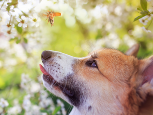 dog with its tongue slightly out looking directly at a bee