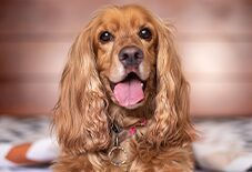 cocker spaniel