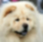 chow chow