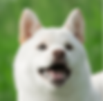 Shiba Inu