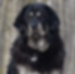 tibetian mastiff