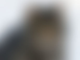 cat sitting outdoors in the snow