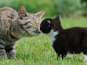 a big brown cat smelling a small black and white kitten