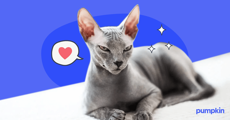 The 12 Best Hypoallergenic Cat Breeds for People with Allergies