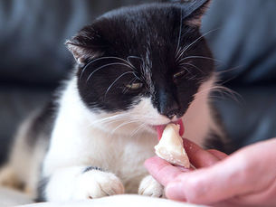 cat eating a small block of cheese