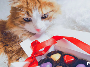 an orange cat sleeping on a white blanket looking at a box of chocolates