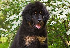 tibetian mastiff