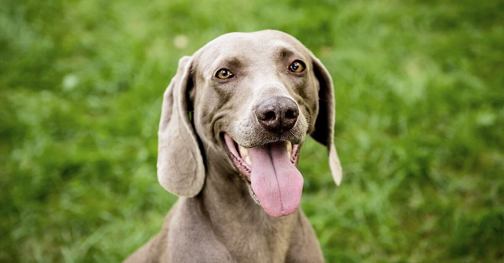 Weimaraner