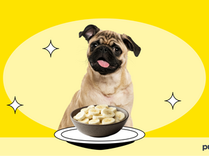 dog with a bowl of cut up bananas in front of it