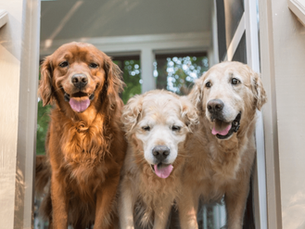 Is Citronella Safe for Dogs? Expert Vet Insights