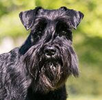 schnauzer