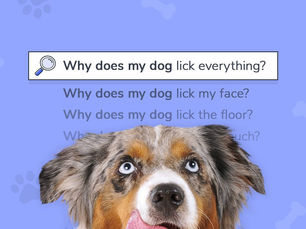 dog looking up with text that reads "why does my dog lick everything"