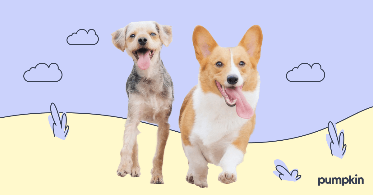 Dog Years to Human Years Calculator: Discover Your Pup's True Age | Pumpkin Pet Insurance