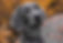 Weimaraner