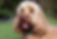 cockapoo senior