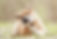 Shiba Inu