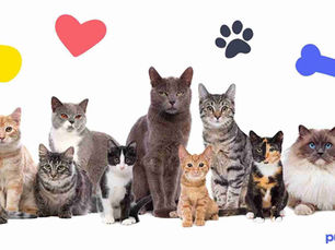 ten different size and color cats with cartoon symbols in background