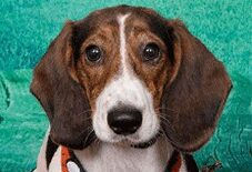 Dachshound