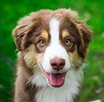 mini american shepherd