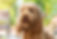 cockapoo