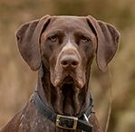 german shorthair pointer