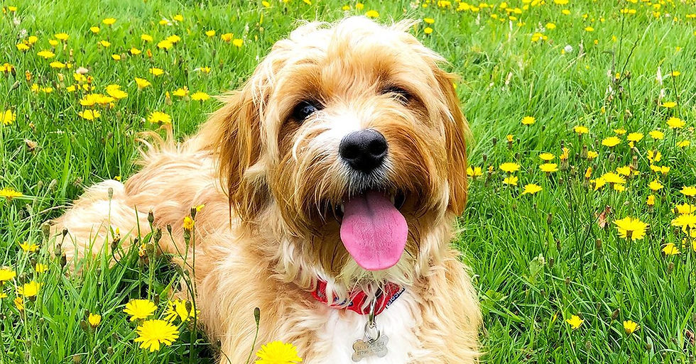 Cavapoo