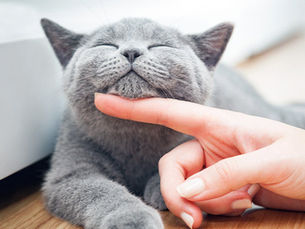 a happy grey cat laying down with a human finger under its chin