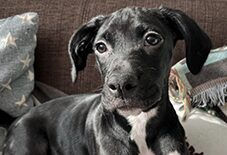 German Shorthaired Pointer
Boxer
