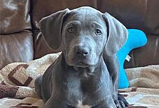 Weimaraner
Pit Bull