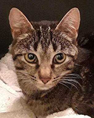 139086547_10221207596773905_130906330759