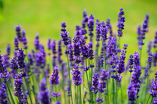 lavender-1117275_1920.jpg