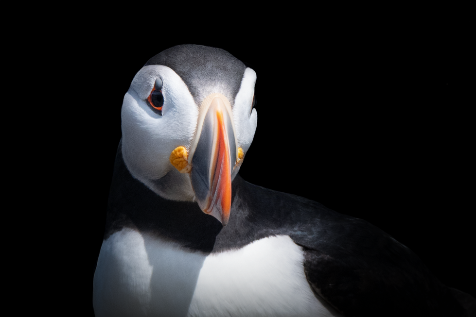 puffin.o1