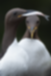 guillemotmarmette.yy12guillemotmarmette.yy-topaz-denoise-sharpen.png