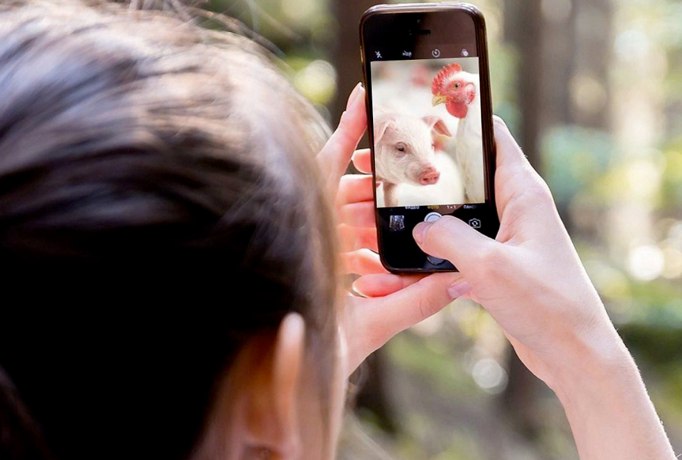 Mulher fotografando uma galinha junto com um suíno