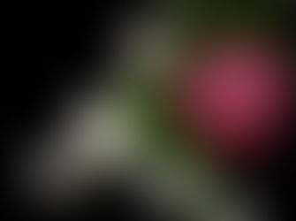 Bunga Wijaya Kusuma Tanaman Hias Para Raja