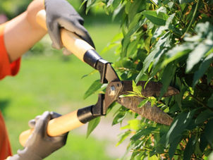 Pruning
