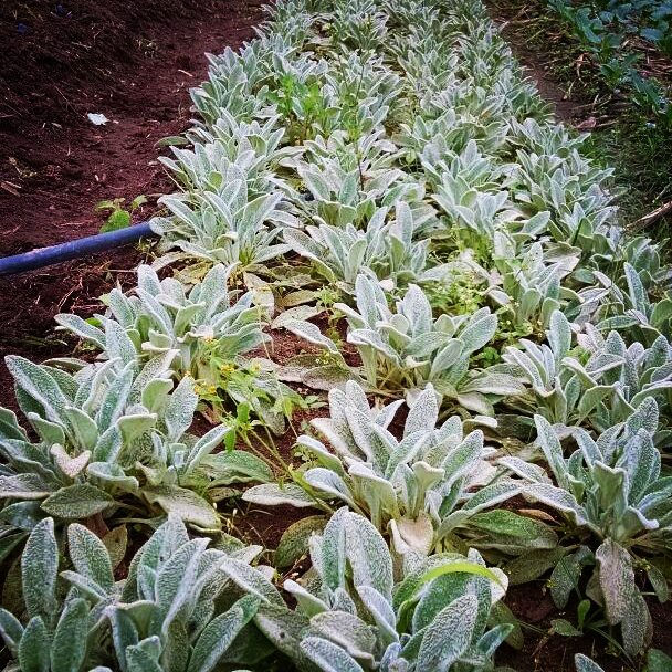 Deu peixe na horta!!!