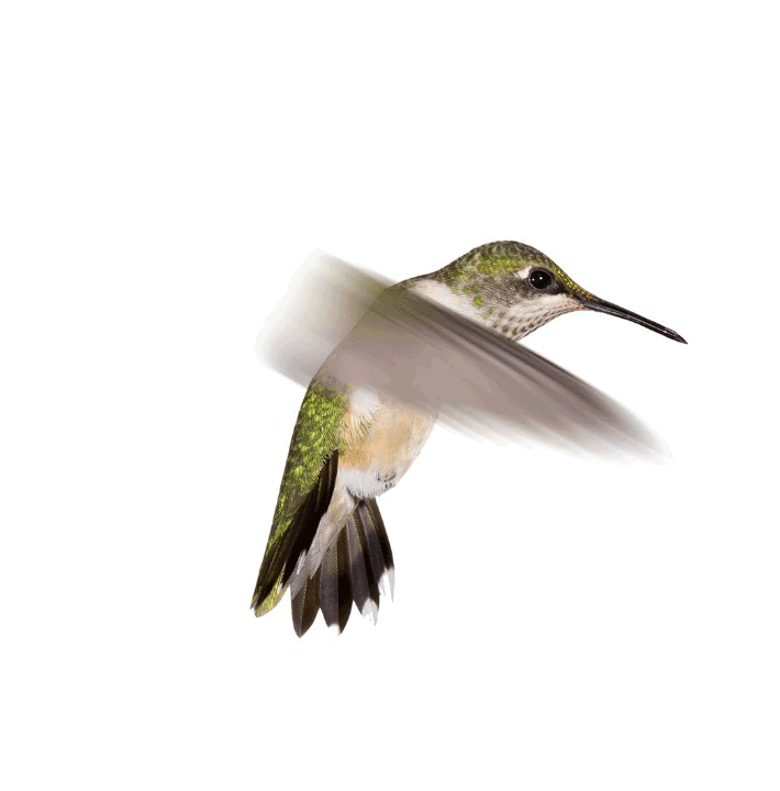 colibri-para-QS.gif
