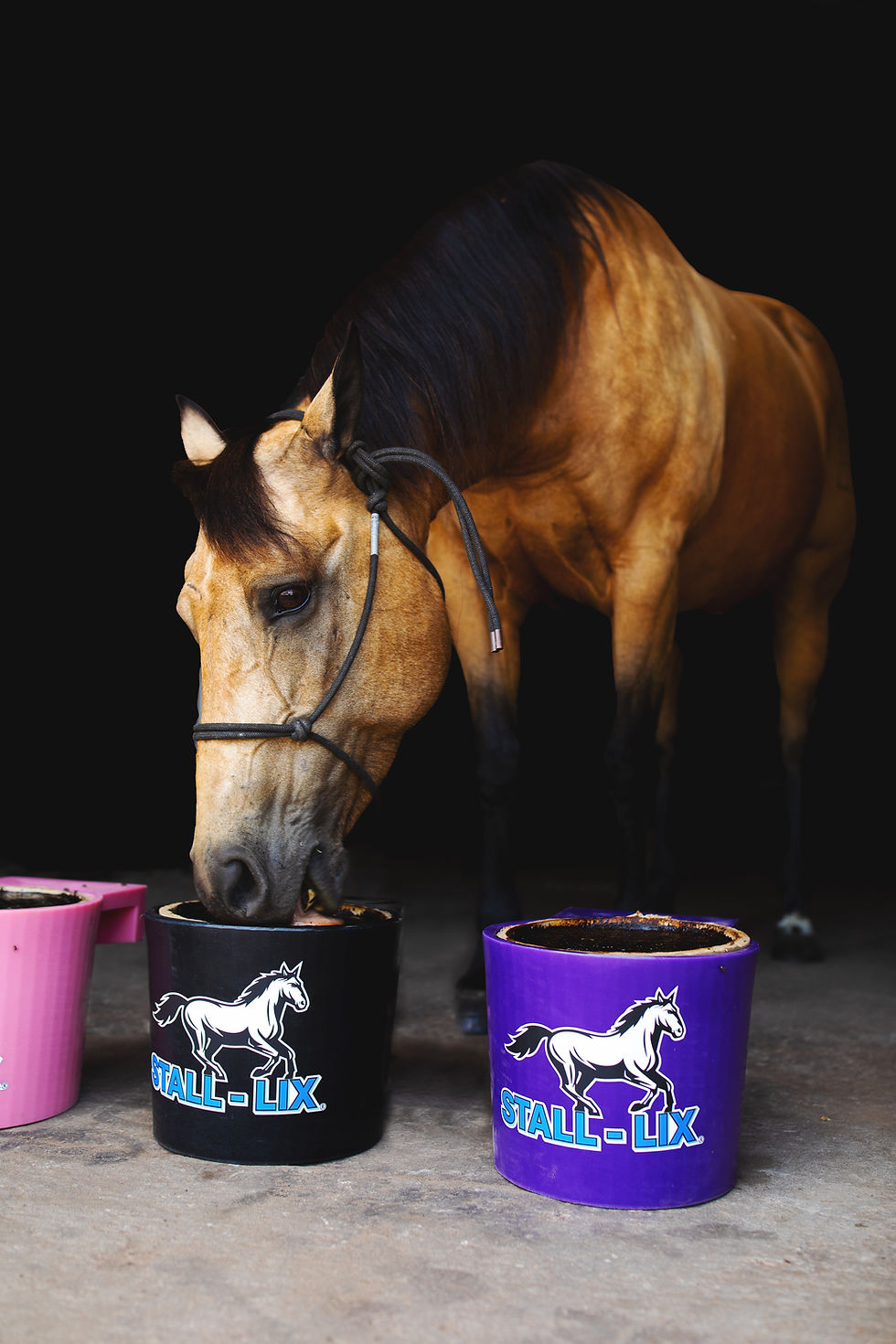 Stall Lix 8 .jpg