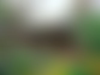 The Way of Tea: Exploring the History and Culture of Sadō in Japan