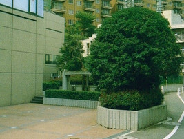 東京都渋谷区・青年海外協力隊事務局植栽工事