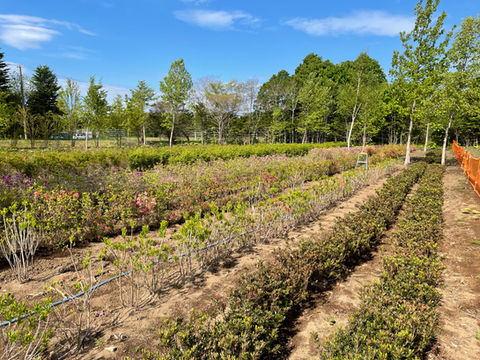 園芸センター　圃場　写真IMG_3096.JPG