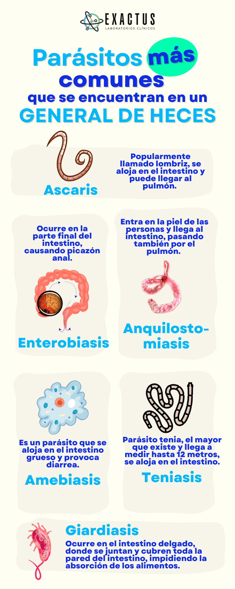 imágenes de parásitos más comunes