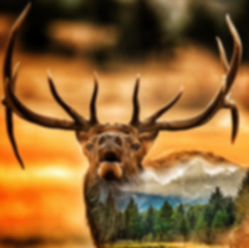 Teton Elk